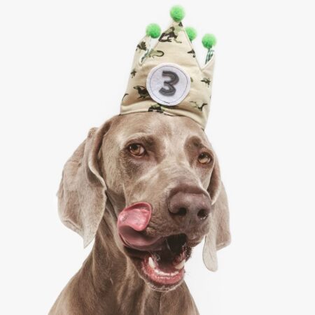 Braco de Weimar con corona de cumpleaños. Envío a toda España