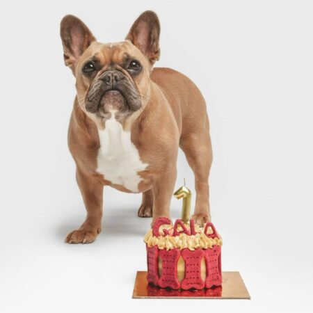 Bulldog francés con tarta de cumpleaños artesanal para perros, decorada con galletas de remolacha y crema, disponible en tienda en Vila-real Castellón Valencia
