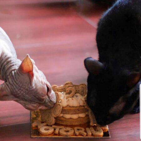 2 gatos comiendo tarta de cumpleaños