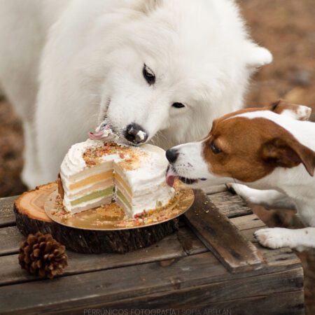 Dos perros comiendo tarta arcoíris en el bosque