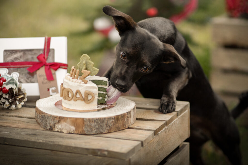 perro tarta navideña