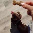 Galletas naturales para perros